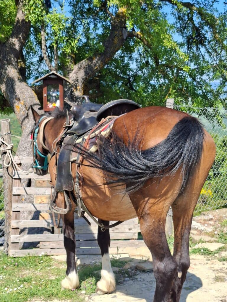 Horseback ride with Dolomiti a Cavallo