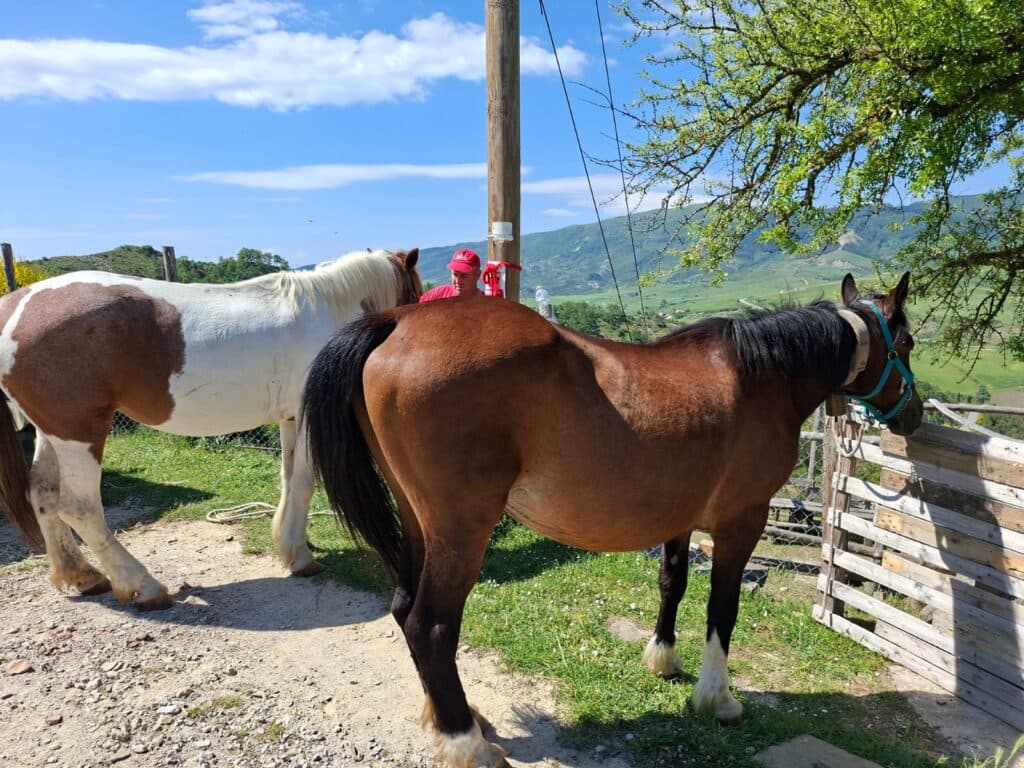 Horseback ride with Dolomiti a Cavallo