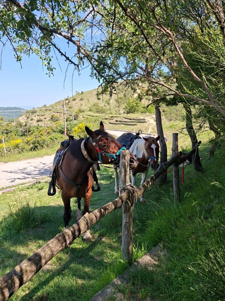 Horseback ride with Dolomiti a Cavallo