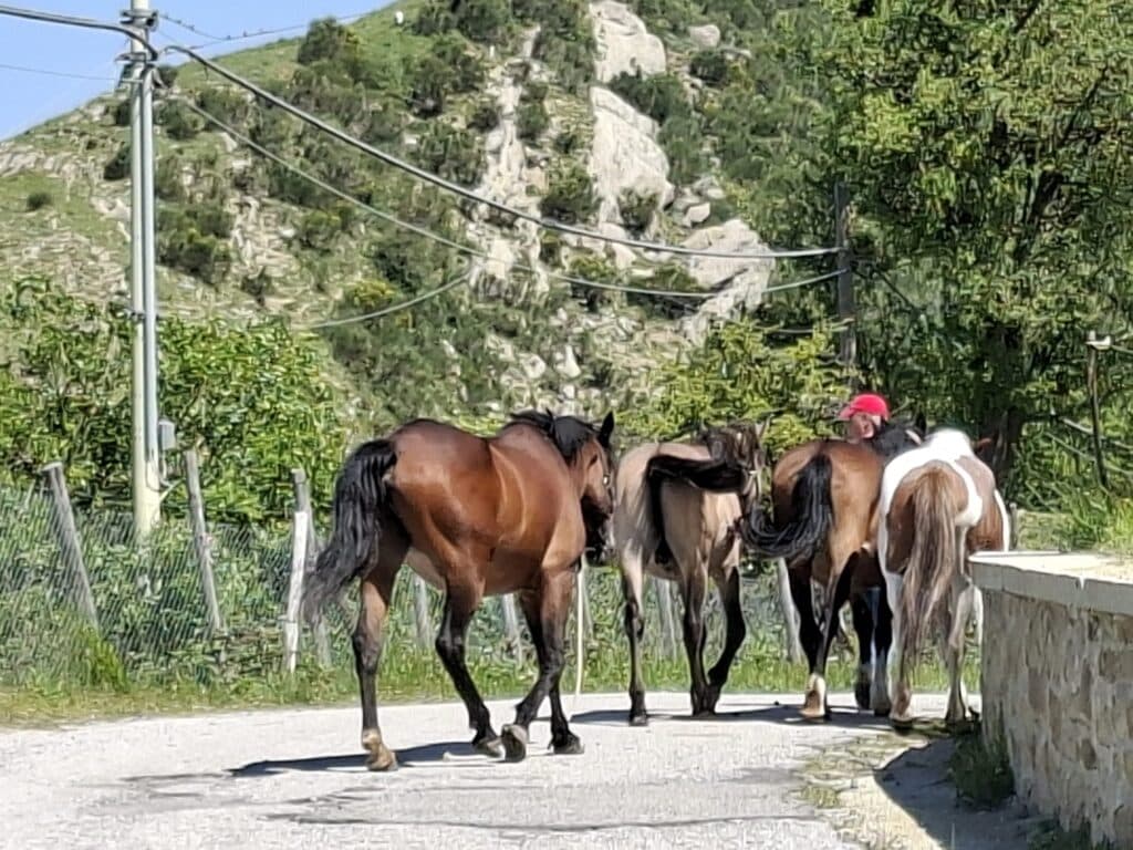 Horseback ride with Dolomiti a Cavallo